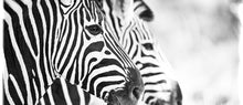 Coffee Mug BW09 Zebra