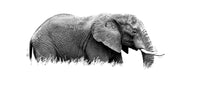 Coffee Mug BW10 African Elephant