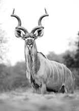 T-Shirt | Kudu on Elephant Skin