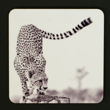 Coasters