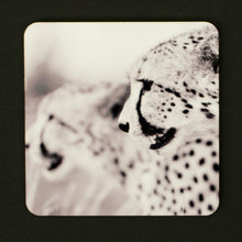 Coasters
