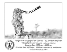Large Format Canvas - Cheetah Rock