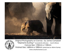 Large Format Canvas - Elephants Dusting
