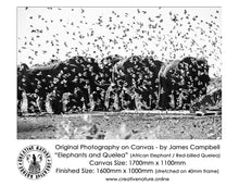 Large Format Canvas - Elephants and Quelea