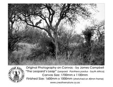 Large Format Canvas - The Leopards Leap