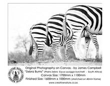 Large Format Canvas - Zebra Bums