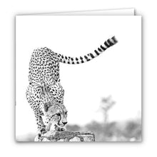 Special Pack 2 - Large Greeting Cards - 10 Assorted