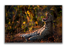 Large Format Canvas - Leopard Light