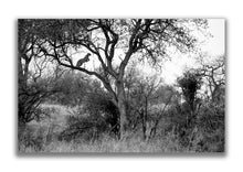 Large Format Canvas - The Leopards Leap